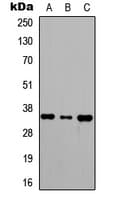 RRAGA+B Antibody (C-Terminus)