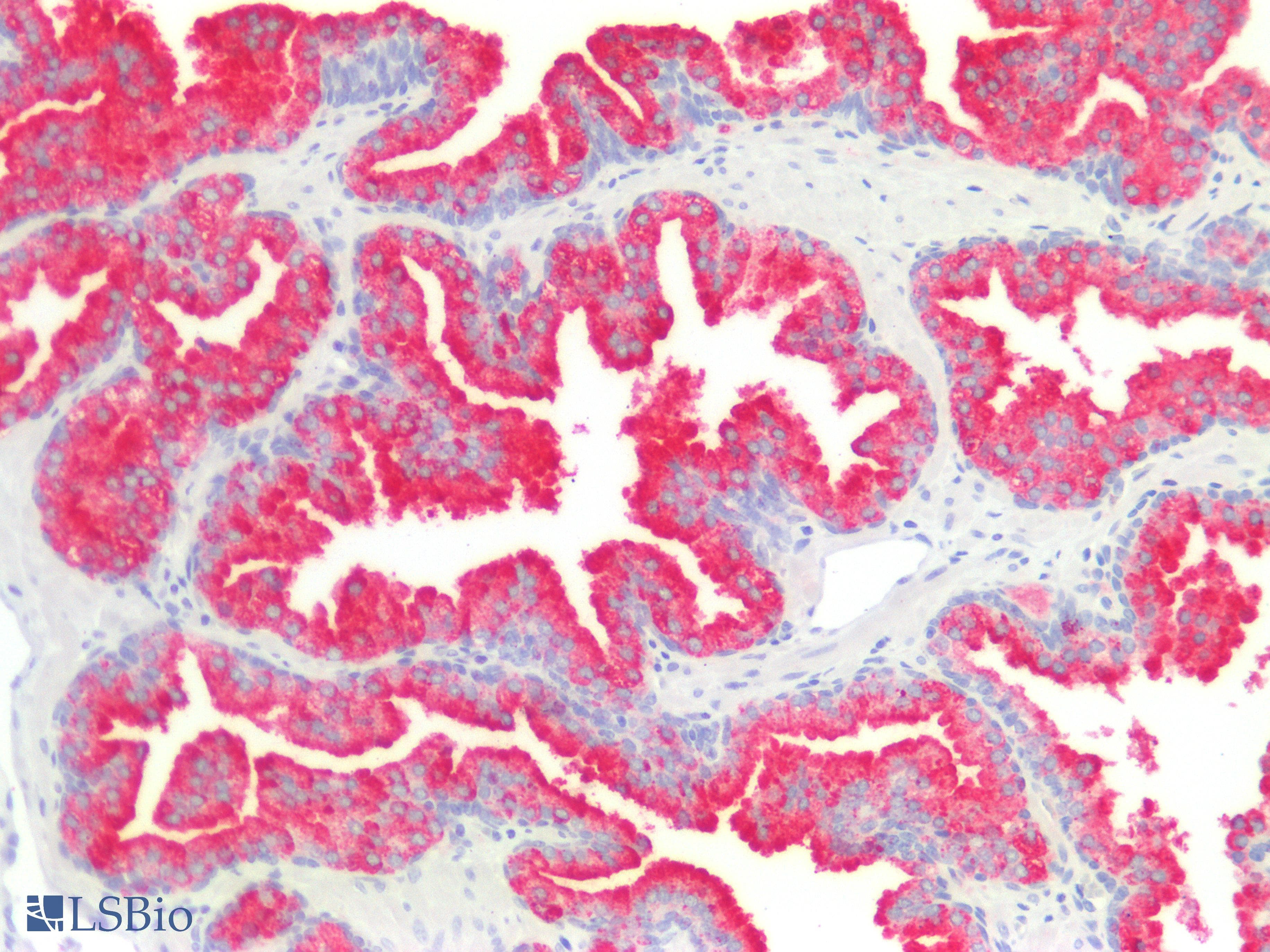PIN4 Antibody (N-Terminus)