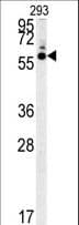 HTR3C / 5-HT3C Receptor Antibody (aa128-157)