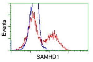 SAMHD1 Antibody (clone OTI1F6)