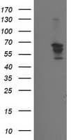 BECN1 / Beclin-1 Antibody (clone OTI1E1, Carrier-free)