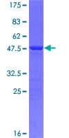 Human MID1IP1 Protein (Recombinant GST)