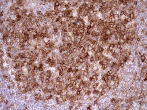 EPLIN Antibody (aa1-275, clone OTI7H5)