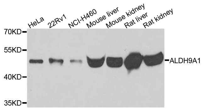 ALDH9A1 Antibody