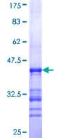 Human SCG5 / 7B2 Protein (Recombinant GST, N-terminus)