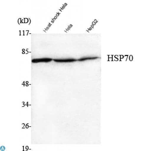 HSP70 / Heat Shock Protein 70 Antibody