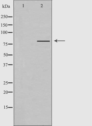 PJA2 Antibody