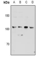 KSR2 Antibody
