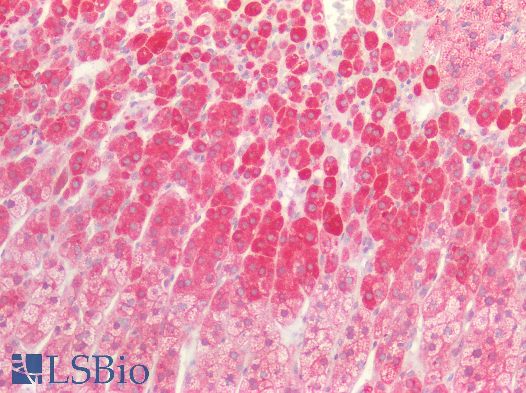IHC-plus™ CHRNA7 Antibody