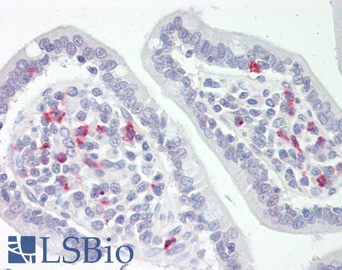 Scramblase / PLSCR1 Antibody (N-Terminus)