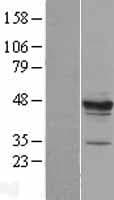 MPST Protein (Over-Expression Lysate Myc-DDK (Flag))