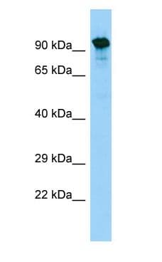 SYTL5 Antibody (aa148-197)