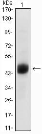 FOXA2 Antibody (clone 7H4B7)