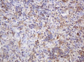PIK3CG / PI3K Gamma Antibody (clone OTI4B1)