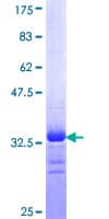 Human SCN9A / Nav1.7 Protein (Recombinant GST, N-terminus)