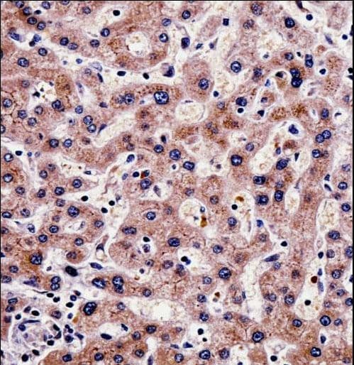 SHMT / SHMT1 Antibody (aa19-47)