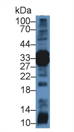 Chymotrypsin C Antibody (aa30-268)