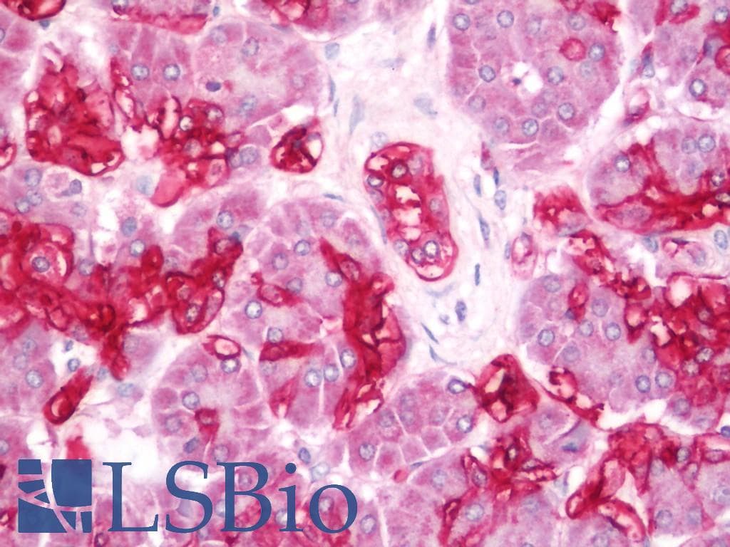 IHC-plus™ Monoclonal Mouse anti-Human AQP1 / Aquaporin 1 Antibody (clone 1F3, IHC, WB)