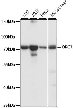 ORC3L / ORC3 Antibody
