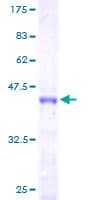 Human BTF3 Protein (Recombinant GST)