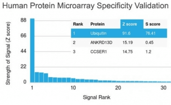 Ubiquitin Antibody (clone UBB/1748)