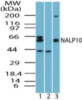 NOD8 / NLRP10 Antibody (aa493-509)
