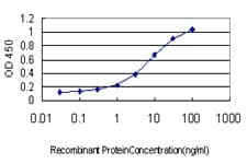 HOXC8 Antibody (clone 5G1)