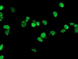 HOXC11 Antibody (clone OTI4H8)