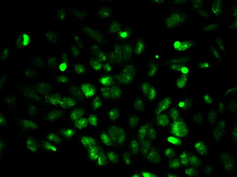 EGLN1 / PHD2 Antibody