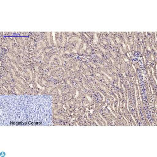 Polyclonal Rabbit anti-Human CYCS / Cytochrome c Antibody (WB)