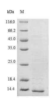 Mouse TTR / Transthyretin Protein (Recombinant)