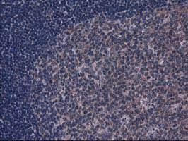 Gephyrin Antibody (clone OTI3C6)