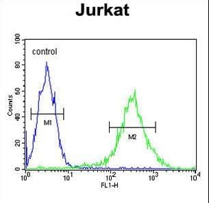 Polyclonal Rabbit anti-Human PLEKHH2 Antibody (aa1049-1079, IHC, WB)