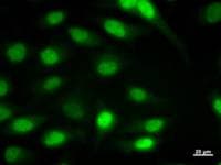 ID / ID1 Antibody (clone 2456C1a)