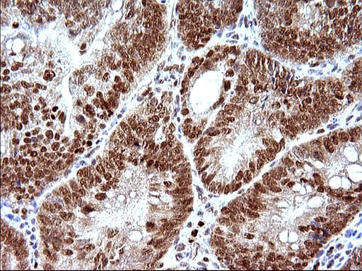 POLR3GL Antibody (clone OTI5E8, Carrier-free)