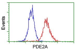 PDE2A Antibody (clone OTI3A4)