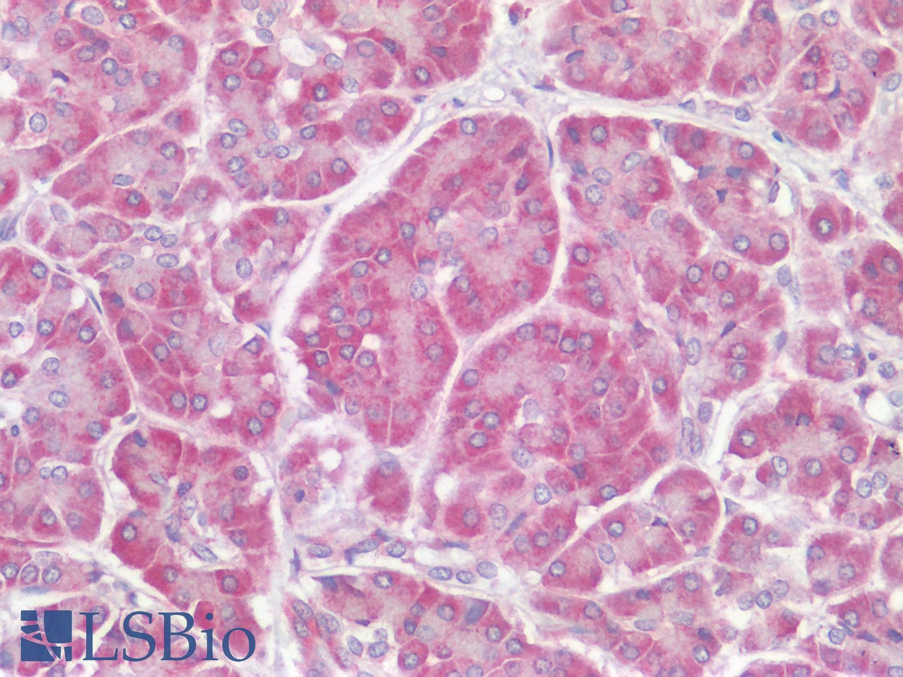F3 / CD142 / Tissue factor Antibody