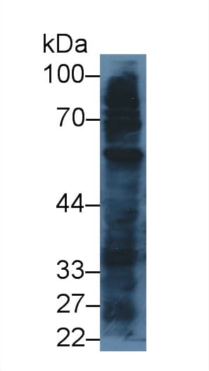 TLR4 Antibody (HRP)