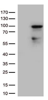 ZNF226 Antibody (clone OTI11E9, Carrier-free)