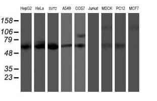 KCNJ3 / GIRK1 Antibody (aa279-501, clone OTI1C5, Carrier-free)
