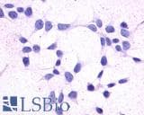 PathPlus™ GPR44 / CRTH2 Antibody (Extracellular Domain)