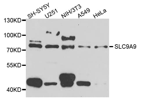 SLC9A9 / NHE9 Antibody
