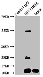 HIST1H4I Antibody