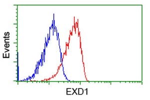EXD1 Antibody (clone OTI5B5)