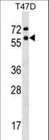 Polyclonal Rabbit anti-Human RAP74 / GTF2F1 Antibody (aa178-206, WB)