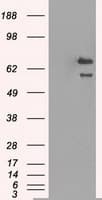 HSPA9 / Mortalin / GRP75 Antibody (clone OTI4A1)