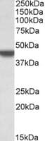 APOBEC3D Antibody (aa61-74)