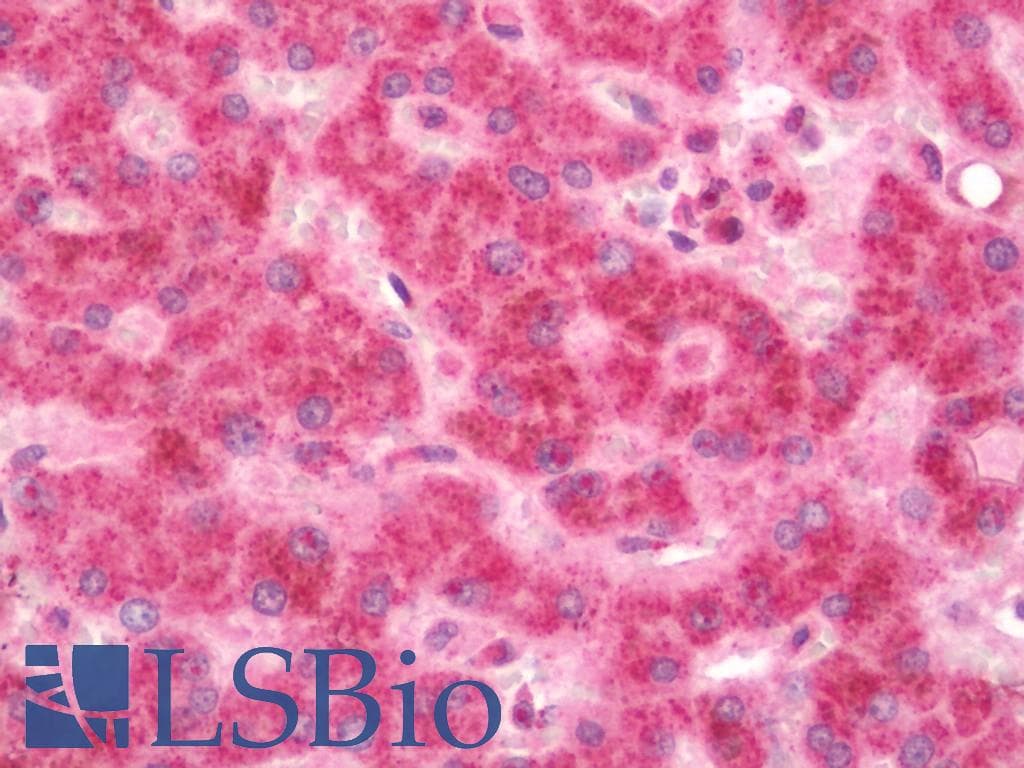 IHC-plus™ SDHA Antibody