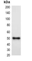 MBP Tag Antibody