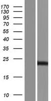 PSMA4 Protein (Over-Expression Lysate Myc-DDK (Flag))
